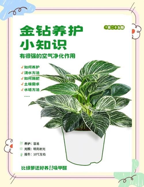 金鉆圖片大全：*《金鉆圖片大全》*海量高清視覺素材