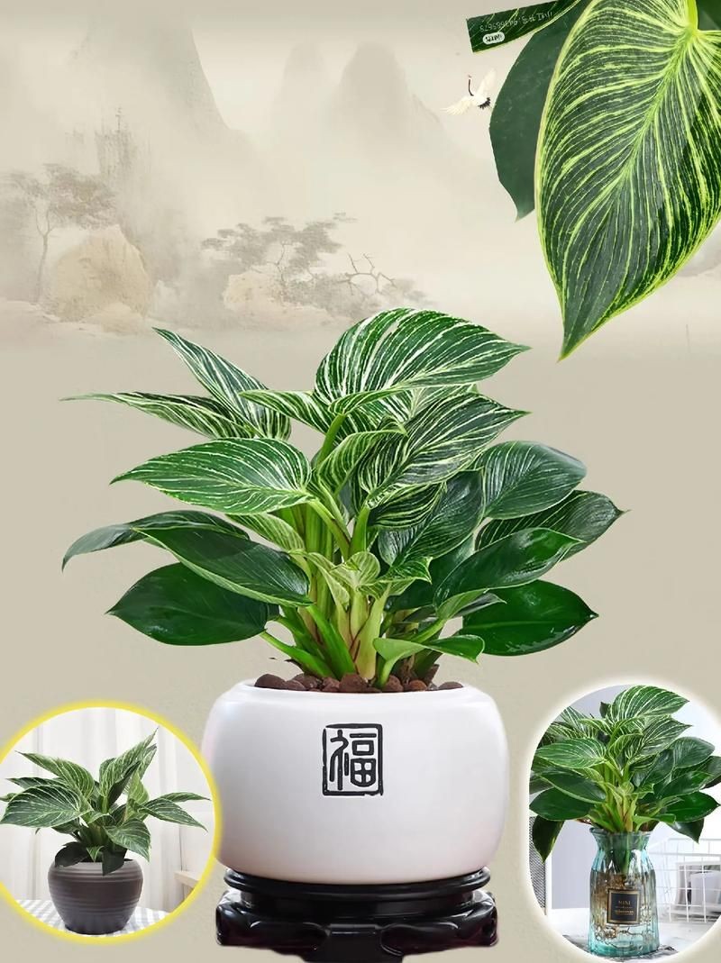 金鉆圖片大全：*《金鉆圖片大全》*海量高清視覺素材
