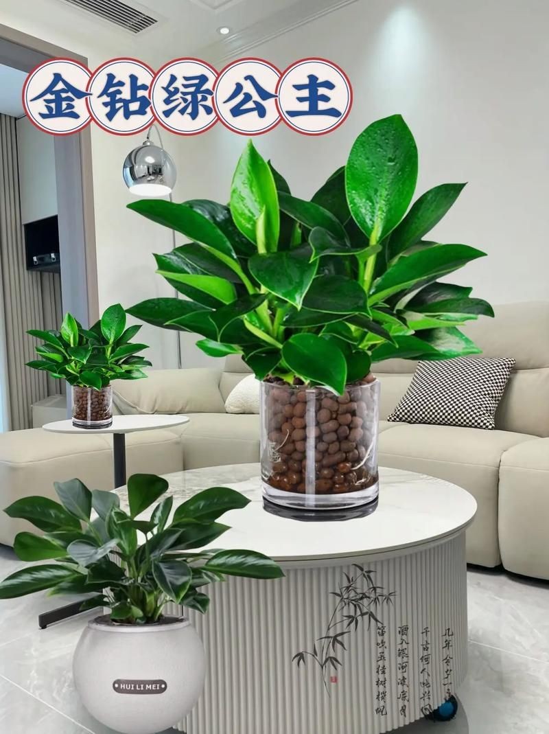 金鉆圖片大全：*《金鉆圖片大全》*海量高清視覺素材
