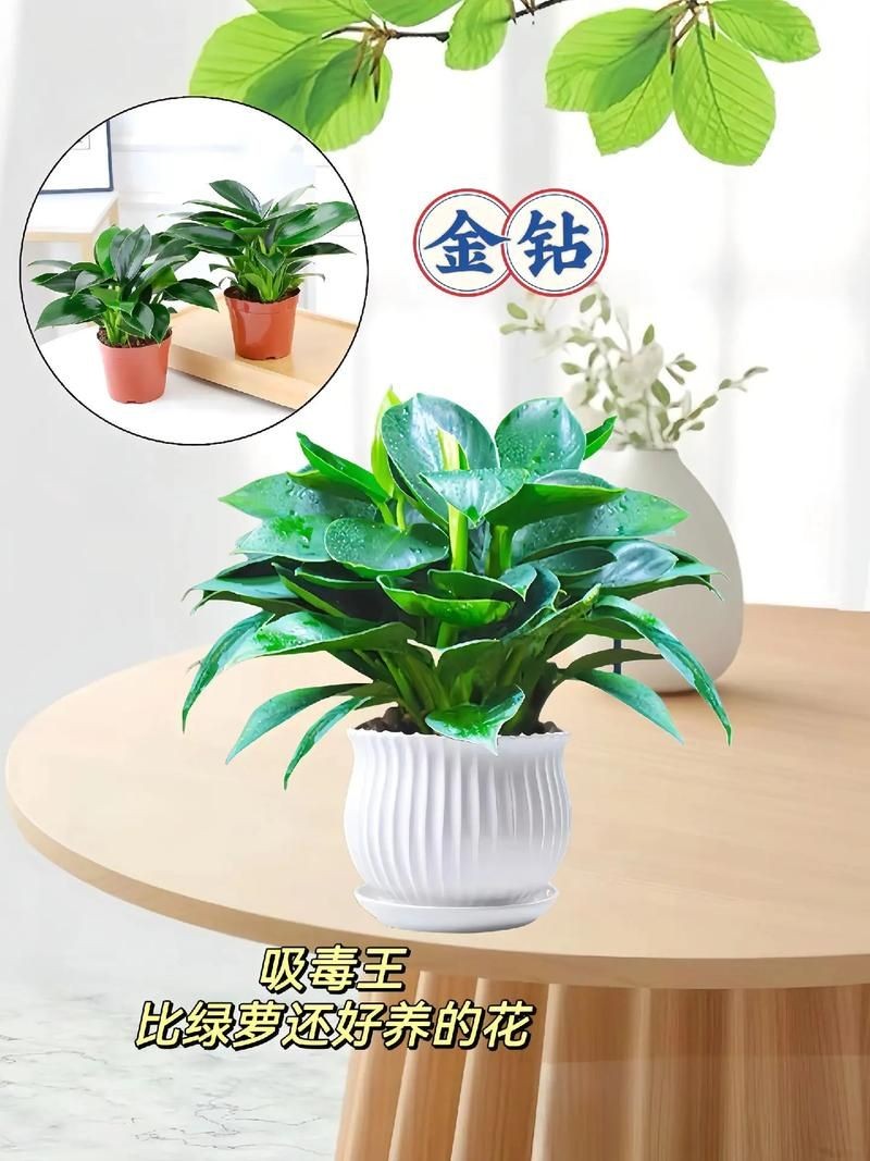 金鉆圖片大全：*《金鉆圖片大全》*海量高清視覺素材