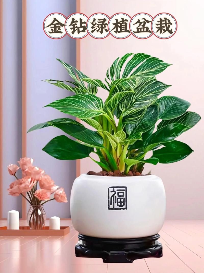 金鉆圖片大全：*《金鉆圖片大全》*海量高清視覺素材