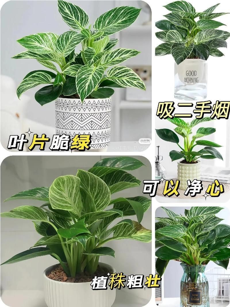 金鉆圖片大全：*《金鉆圖片大全》*海量高清視覺素材