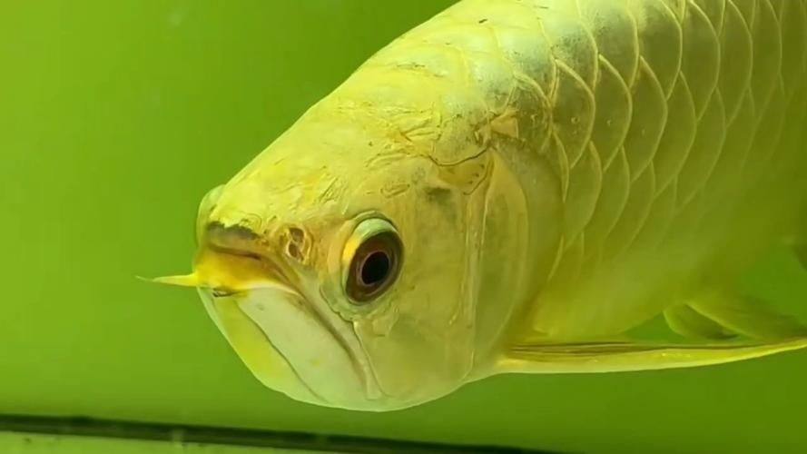 金頭過背金龍魚20厘米有多大圖片：如何快速區分金龍魚品質