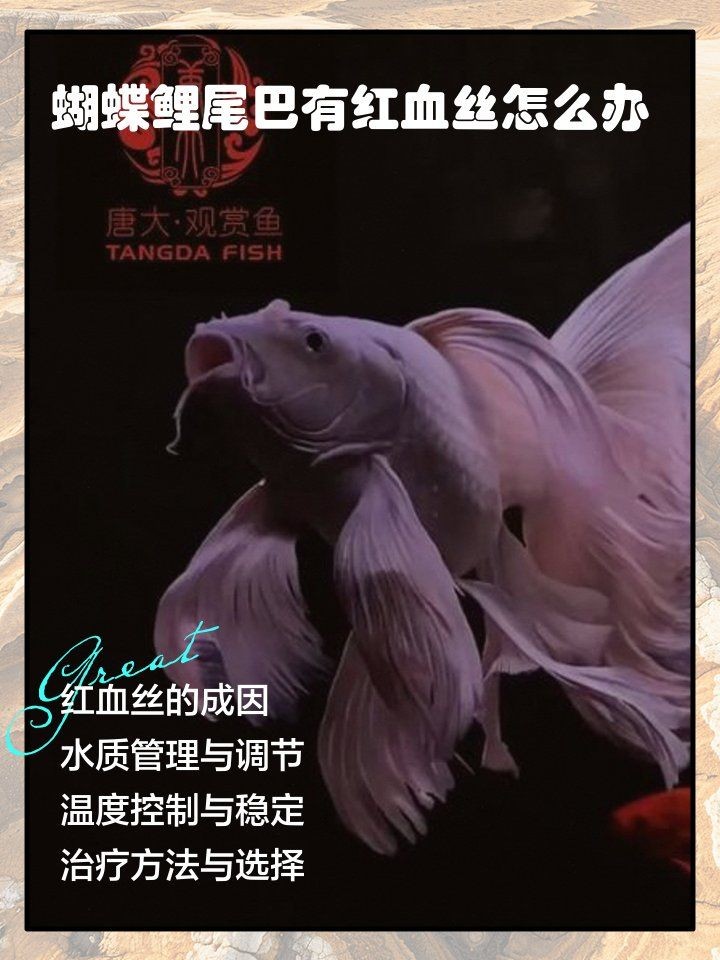 蝴蝶鯉尾巴有紅血絲怎么辦：蝴蝶鯉尾巴出現紅血絲的困擾著許多飼養者的飼養者需要注意