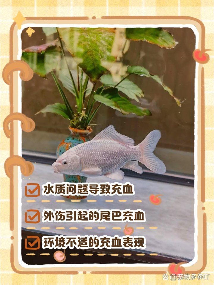 蝴蝶鯉尾巴有紅血絲怎么辦：蝴蝶鯉尾巴出現紅血絲的困擾著許多飼養者的飼養者需要注意