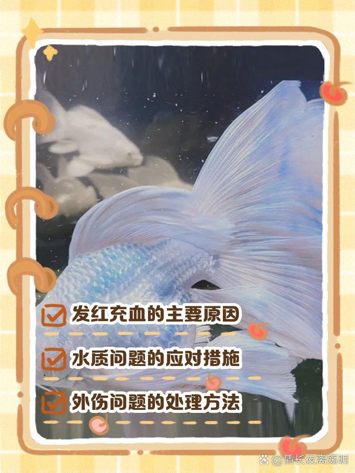 蝴蝶鯉尾巴有紅血絲怎么辦：蝴蝶鯉尾巴出現紅血絲的困擾著許多飼養者的飼養者需要注意