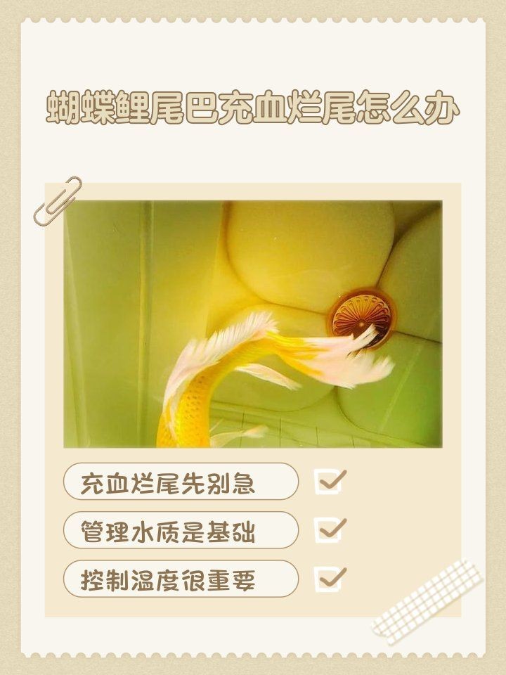 蝴蝶鯉尾巴有紅血絲怎么辦：蝴蝶鯉尾巴出現紅血絲的困擾著許多飼養者的飼養者需要注意
