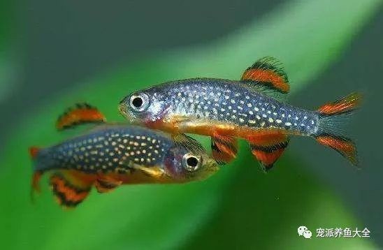 金鉆燈魚最忌諱三個東西:火翅金鉆燈魚飼養全攻略 龍魚百科 第3張 金鉆燈魚最忌諱三個東西:火翅金鉆燈魚飼養全攻略 金鉆燈魚最忌諱三個東西:火翅金鉆燈魚飼養全攻略 龍魚百科 第3張