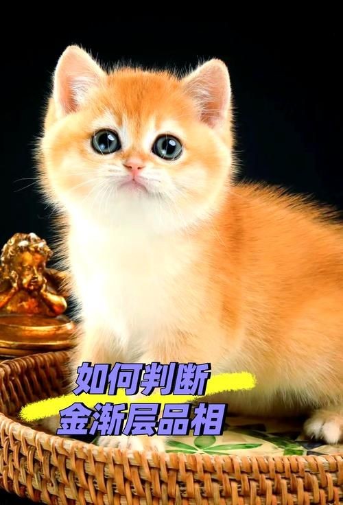 金色的小貓圖片:《金色的小貓圖片》 龍魚百科 第13張 金色的小貓圖片:《金色的小貓圖片》 金色的小貓圖片:《金色的小貓圖片》 龍魚百科 第13張