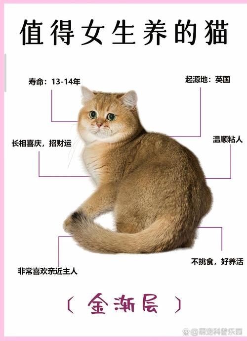 金色的小貓圖片:《金色的小貓圖片》 龍魚百科 第18張 金色的小貓圖片:《金色的小貓圖片》 金色的小貓圖片:《金色的小貓圖片》 龍魚百科 第18張
