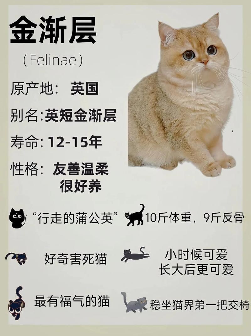 金色的小貓圖片:《金色的小貓圖片》 龍魚百科 第22張 金色的小貓圖片:《金色的小貓圖片》 金色的小貓圖片:《金色的小貓圖片》 龍魚百科 第22張