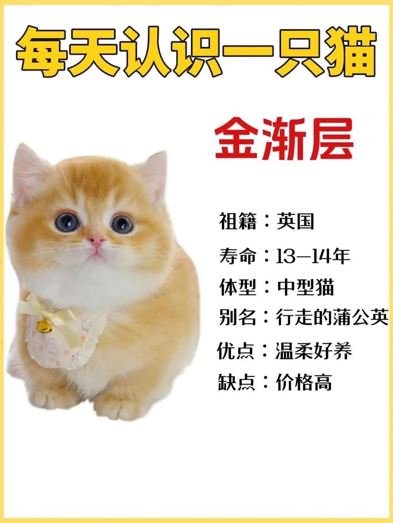 金色的小貓圖片:《金色的小貓圖片》 龍魚百科 第17張 金色的小貓圖片:《金色的小貓圖片》 金色的小貓圖片:《金色的小貓圖片》 龍魚百科 第17張