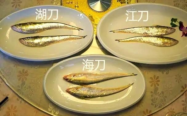 江刀和海刀圖片對比：“江刀”與“海刀”在形態特征上的顯著差異
