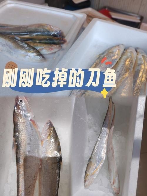 江刀和海刀圖片對比：“江刀”與“海刀”在形態特征上的顯著差異