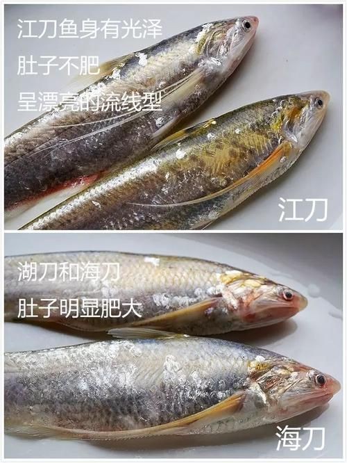 江刀和海刀圖片對比：“江刀”與“海刀”在形態特征上的顯著差異