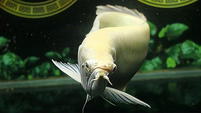 紅龍魚和金龍魚哪個貴：揭秘紅龍魚價格昂貴背后的故事 紅龍魚和金龍魚哪個貴：揭秘紅龍魚價格昂貴背后的故事 龍魚百科 第6張