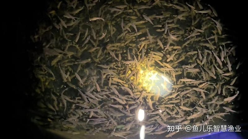 皇冠黑金魟魚2023最新報價：2023年皇冠黑金魟魚市場報價及行業動態