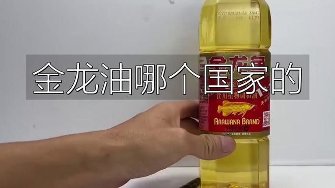金禾金龍魚是雜牌子還是名牌：金禾金龍魚是雜品牌子還是名牌？ 金禾金龍魚是雜牌子還是名牌：金禾金龍魚是雜品牌子還是名牌？ 龍魚百科 第1張