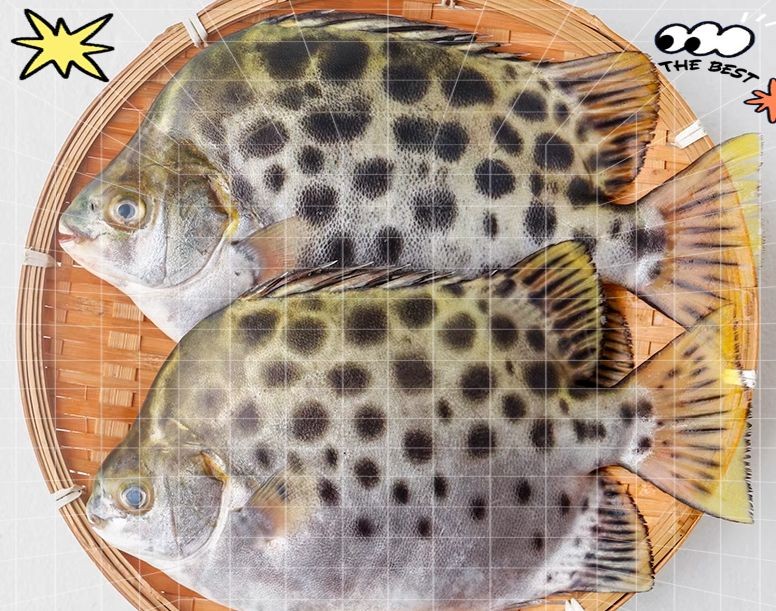 廣東金鼓魚:廣東金鼓魚在廣東沿海有毒性特征要求捕撈和處理過程需特別謹慎 全國水族館企業(yè)名錄 第5張 廣東金鼓魚:廣東金鼓魚在廣東沿海有毒性特征要求捕撈和處理過程需特別謹慎 廣東金鼓魚:廣東金鼓魚在廣東沿海有毒性特征要求捕撈和處理過程需特別謹慎 全國水族館企業(yè)名錄 第5張