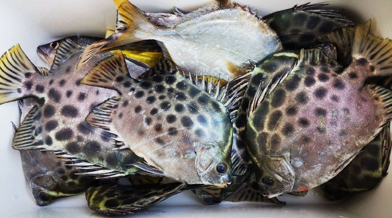 廣東金鼓魚:廣東金鼓魚在廣東沿海有毒性特征要求捕撈和處理過程需特別謹慎 全國水族館企業(yè)名錄 第13張 廣東金鼓魚:廣東金鼓魚在廣東沿海有毒性特征要求捕撈和處理過程需特別謹慎 廣東金鼓魚:廣東金鼓魚在廣東沿海有毒性特征要求捕撈和處理過程需特別謹慎 全國水族館企業(yè)名錄 第13張