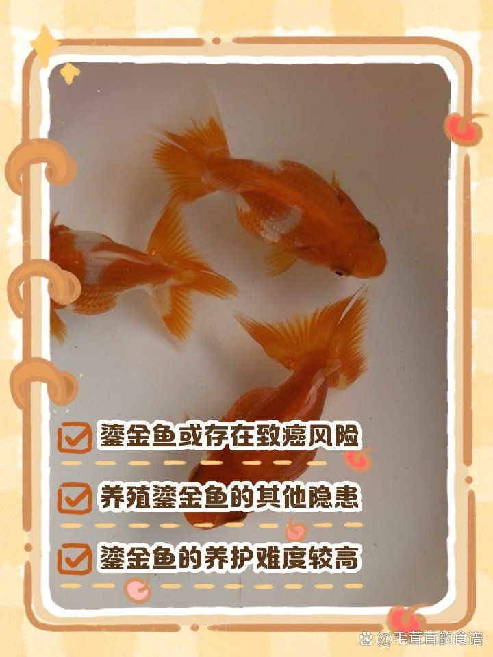 金元寶魚為什么不建議養：金元寶魚養殖難度如何