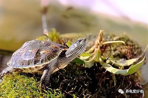 金色豬鼻龜最害怕三個東西：金色豬鼻龜害怕的三大威脅因素