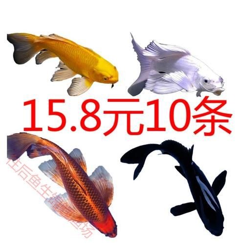 極品龍鳳黑錦鯉圖片：aipharow純種黑色龍鳳錦鯉高清圖片展示 極品龍鳳黑錦鯉圖片：aipharow純種黑色龍鳳錦鯉高清圖片展示 龍魚論壇 第16張