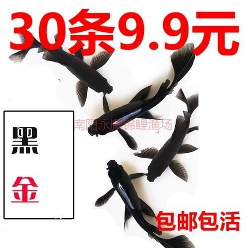 極品龍鳳黑錦鯉圖片：aipharow純種黑色龍鳳錦鯉高清圖片展示 極品龍鳳黑錦鯉圖片：aipharow純種黑色龍鳳錦鯉高清圖片展示 龍魚論壇 第13張