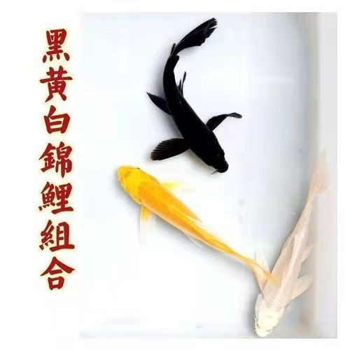 極品龍鳳黑錦鯉圖片：aipharow純種黑色龍鳳錦鯉高清圖片展示 極品龍鳳黑錦鯉圖片：aipharow純種黑色龍鳳錦鯉高清圖片展示 龍魚論壇 第8張