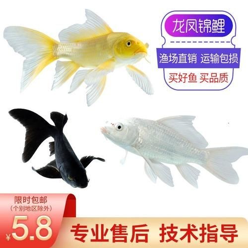 極品龍鳳黑錦鯉圖片：aipharow純種黑色龍鳳錦鯉高清圖片展示 極品龍鳳黑錦鯉圖片：aipharow純種黑色龍鳳錦鯉高清圖片展示 龍魚論壇 第18張