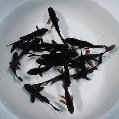 極品龍鳳黑錦鯉圖片：aipharow純種黑色龍鳳錦鯉高清圖片展示 極品龍鳳黑錦鯉圖片：aipharow純種黑色龍鳳錦鯉高清圖片展示 龍魚論壇 第17張