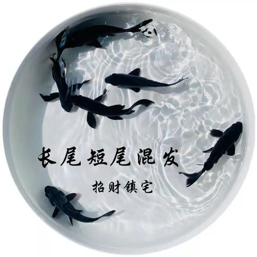 極品龍鳳黑錦鯉圖片：aipharow純種黑色龍鳳錦鯉高清圖片展示 極品龍鳳黑錦鯉圖片：aipharow純種黑色龍鳳錦鯉高清圖片展示 龍魚論壇 第15張