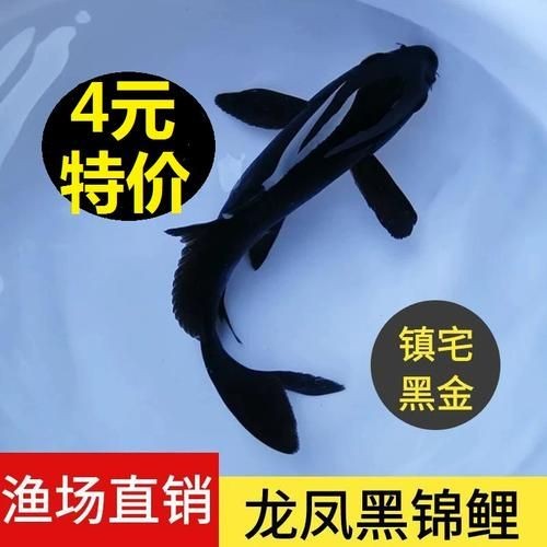極品龍鳳黑錦鯉圖片：aipharow純種黑色龍鳳錦鯉高清圖片展示 極品龍鳳黑錦鯉圖片：aipharow純種黑色龍鳳錦鯉高清圖片展示 龍魚論壇 第2張