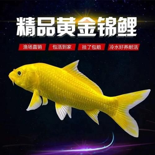 極品龍鳳黑錦鯉圖片：aipharow純種黑色龍鳳錦鯉高清圖片展示 極品龍鳳黑錦鯉圖片：aipharow純種黑色龍鳳錦鯉高清圖片展示 龍魚論壇 第19張