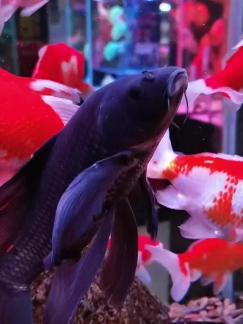 極品龍鳳黑錦鯉圖片：aipharow純種黑色龍鳳錦鯉高清圖片展示 極品龍鳳黑錦鯉圖片：aipharow純種黑色龍鳳錦鯉高清圖片展示 龍魚論壇 第10張