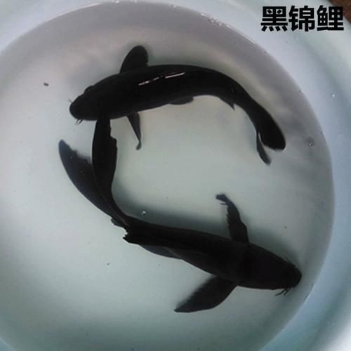 極品龍鳳黑錦鯉圖片：aipharow純種黑色龍鳳錦鯉高清圖片展示 極品龍鳳黑錦鯉圖片：aipharow純種黑色龍鳳錦鯉高清圖片展示 龍魚論壇 第9張
