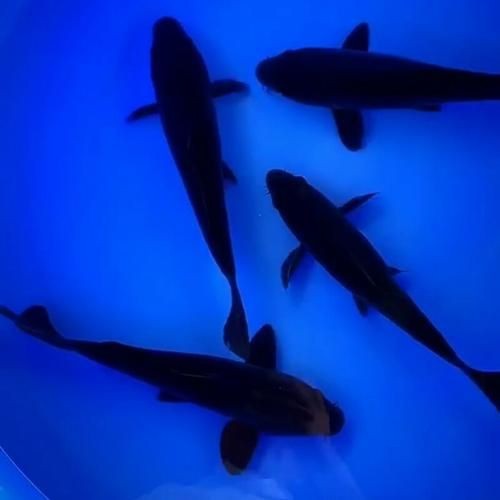 極品龍鳳黑錦鯉圖片：aipharow純種黑色龍鳳錦鯉高清圖片展示 極品龍鳳黑錦鯉圖片：aipharow純種黑色龍鳳錦鯉高清圖片展示 龍魚論壇 第7張