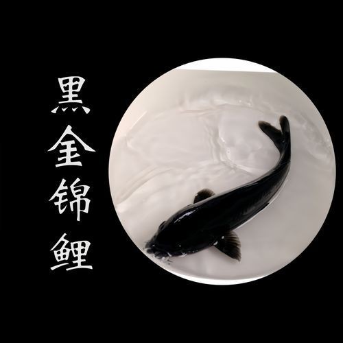 極品龍鳳黑錦鯉圖片：aipharow純種黑色龍鳳錦鯉高清圖片展示 極品龍鳳黑錦鯉圖片：aipharow純種黑色龍鳳錦鯉高清圖片展示 龍魚論壇 第6張
