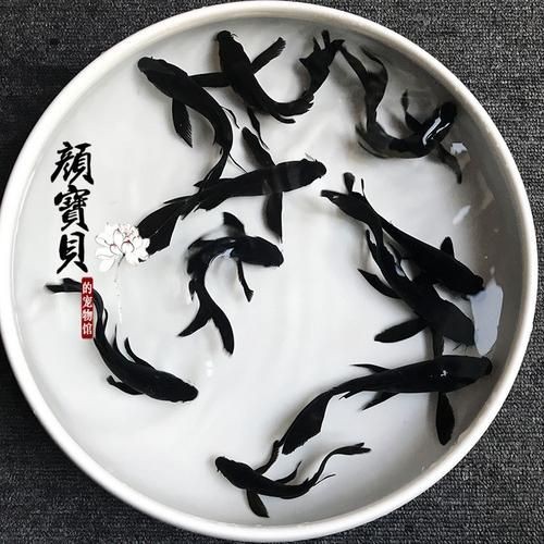 極品龍鳳黑錦鯉圖片：aipharow純種黑色龍鳳錦鯉高清圖片展示 極品龍鳳黑錦鯉圖片：aipharow純種黑色龍鳳錦鯉高清圖片展示 龍魚論壇 第11張