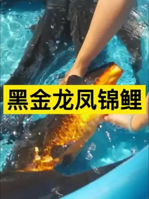 極品龍鳳黑錦鯉圖片：aipharow純種黑色龍鳳錦鯉高清圖片展示 極品龍鳳黑錦鯉圖片：aipharow純種黑色龍鳳錦鯉高清圖片展示 龍魚論壇 第3張