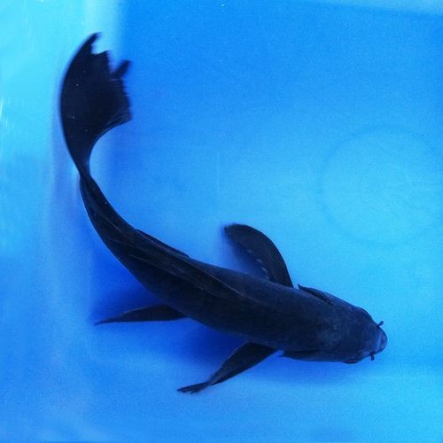 極品龍鳳黑錦鯉圖片：aipharow純種黑色龍鳳錦鯉高清圖片展示 極品龍鳳黑錦鯉圖片：aipharow純種黑色龍鳳錦鯉高清圖片展示 龍魚論壇 第24張