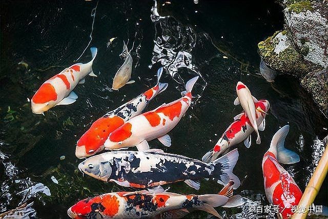 極品龍鳳黑錦鯉圖片：aipharow純種黑色龍鳳錦鯉高清圖片展示 極品龍鳳黑錦鯉圖片：aipharow純種黑色龍鳳錦鯉高清圖片展示 龍魚論壇 第35張