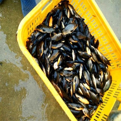 極品龍鳳黑錦鯉圖片：aipharow純種黑色龍鳳錦鯉高清圖片展示 極品龍鳳黑錦鯉圖片：aipharow純種黑色龍鳳錦鯉高清圖片展示 龍魚論壇 第20張
