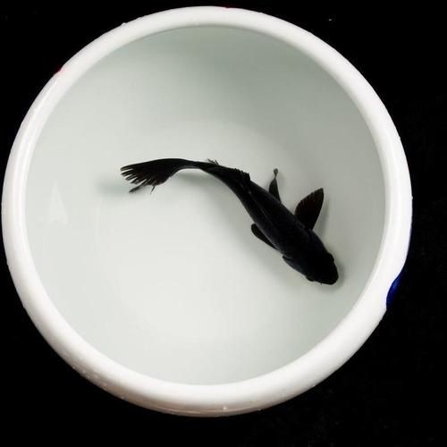 極品龍鳳黑錦鯉圖片：aipharow純種黑色龍鳳錦鯉高清圖片展示 極品龍鳳黑錦鯉圖片：aipharow純種黑色龍鳳錦鯉高清圖片展示 龍魚論壇 第25張