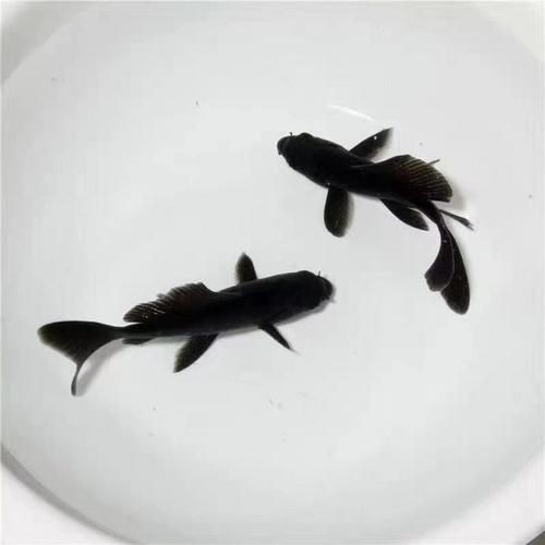 極品龍鳳黑錦鯉圖片：aipharow純種黑色龍鳳錦鯉高清圖片展示 極品龍鳳黑錦鯉圖片：aipharow純種黑色龍鳳錦鯉高清圖片展示 龍魚論壇 第23張