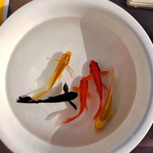 極品龍鳳黑錦鯉圖片：aipharow純種黑色龍鳳錦鯉高清圖片展示 極品龍鳳黑錦鯉圖片：aipharow純種黑色龍鳳錦鯉高清圖片展示 龍魚論壇 第21張