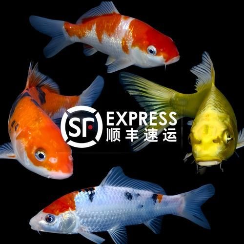極品龍鳳黑錦鯉圖片：aipharow純種黑色龍鳳錦鯉高清圖片展示 極品龍鳳黑錦鯉圖片：aipharow純種黑色龍鳳錦鯉高清圖片展示 龍魚論壇 第26張