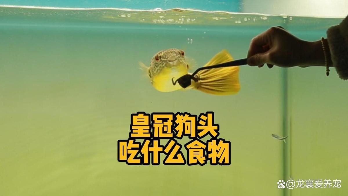 皇冠魚吃什么長得快：紅尾皇冠魚快速生長需結(jié)合科學(xué)喂養(yǎng)與科學(xué)管理