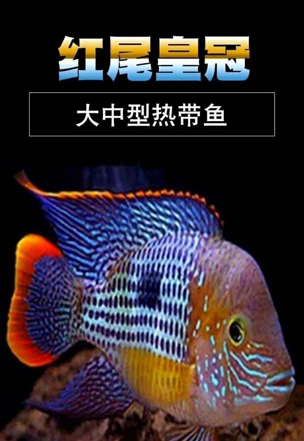 皇冠魚吃什么長得快：紅尾皇冠魚快速生長需結(jié)合科學(xué)喂養(yǎng)與科學(xué)管理