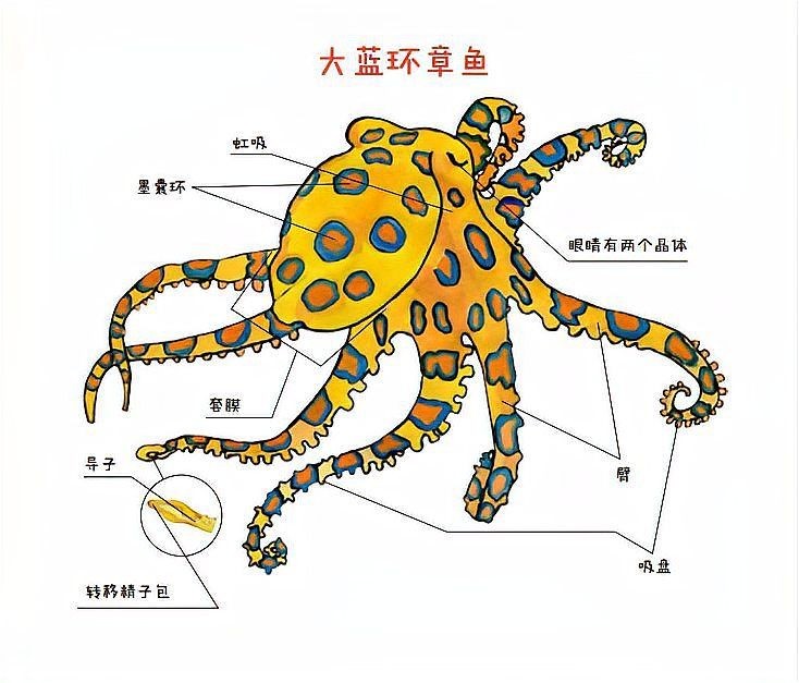 巨型章魚吃人：巨型章魚吃人類對海洋生存智慧與暴力往往互為表里
